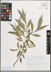Foto von Salix L.